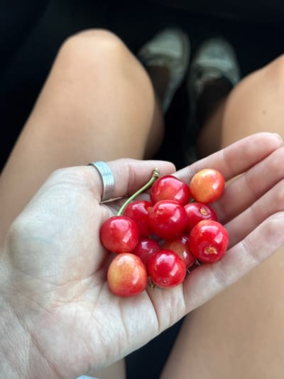 A close-up shot captures a person's outstretched hand, cradling a cluster of ripe cherries. The hand is adorned with a textured silver ring on the index finger. The cherries, predominantly a vibrant red with some showing hints of yellow and orange, are the central focus. In the blurred background, a person's bare legs and feet in light-colored shoes are visible, suggesting an indoor or vehicle setting. The lighting is bright, highlighting the glossy texture of the fruit. The image does not depict any specific landmarks or elements that would indicate the city of Kolašin, Montenegro.