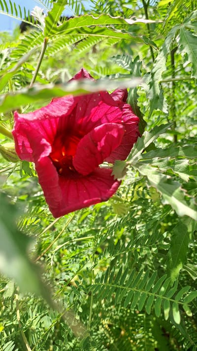 A close-up, vertical shot captures a vibrant, crimson flower partially obscured by lush green foliage. The flower's petals are richly colored and textured, with visible veins and a deep, almost glowing center. The surrounding leaves are a mix of shapes and sizes, with some serrated edges and feathery compound leaves characteristic of certain plant species. Sunlight filters through the leaves, creating dappled light and shadow effects. The background is a blur of green and hints of a bright blue sky, suggesting an outdoor setting in a natural or garden environment. The image is sharp on the flower and its immediate surroundings, with the background softening into a bokeh effect. The location is specified as Kruengjuli Timu, Indonesia, an area known for its tropical climate and abundant plant life.