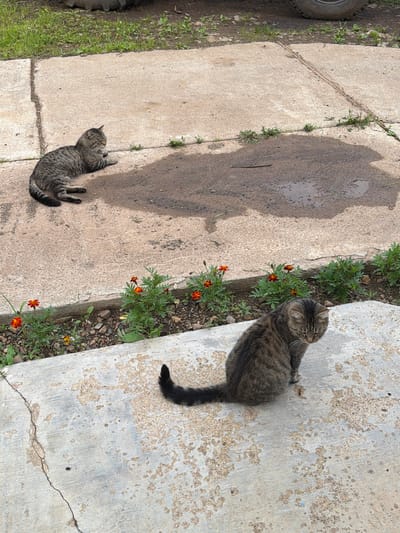 Two tabby cats are on a cracked concrete surface with some grass and small orange flowers. One cat is lying on its back with its paws in the air, appearing relaxed and possibly sunbathing. The other cat is sitting upright, looking to the left. The scene appears to be outdoors, possibly in a yard or alleyway, with a tire visible on the left side of the image. The lighting suggests it is daytime, and the shadows indicate a sunny day. The setting is rustic and somewhat unkempt, with the concrete showing signs of age and wear. There is a wet patch on the concrete, suggesting it may have rained recently or been watered. The overall mood is peaceful and domestic, with the cats enjoying the outdoors. There is no visible text in the image.