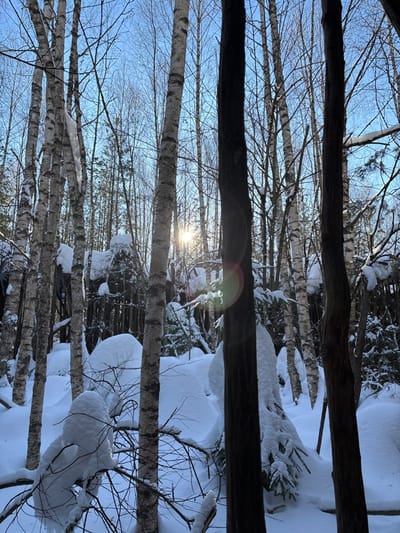 A snowy forest scene is depicted in Kol'tsovo, Russia, under a clear, light blue sky. The sun is partially visible in the upper-right quadrant, emitting a bright starburst and an orange-red lens flare. Multiple vertical tree trunks, including several slender white-barked birches and darker-barked trees, occupy the foreground, creating a dense barrier. The ground and lower vegetation are covered in deep, undisturbed white snow, forming rounded, natural mounds and thick accumulations on branches. Numerous bare tree branches, also laden with snow, are visible throughout the midground and background. No human or animal subjects are present, and no overt actions or interactions are occurring. The environment is entirely natural and wintery.