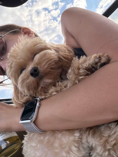 In a close-up, outdoor shot with a blurred sky in the background, a person is holding a small, light brown dog. The person's arm is wrapped around the dog, and the dog is nestled against their chest. The person is wearing glasses and a wristwatch. A partially visible beer bottle is in the lower left corner. The scene is likely outdoors, perhaps in a park or a vehicle given the perspective and lighting, but there are no specific indicators to pinpoint the location to Терехово, Russia.