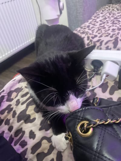 A black and white cat is shown from a high angle, partially obscuring a white electrical extension cord with a white power adapter and a black plug. The cat is nestled on a surface with a leopard print pattern, which appears to be bedding. In the foreground, a portion of a black quilted handbag with gold chain detailing is visible. The cat's face is close to the handbag. The background shows a white radiator with purple lighting. The scene is indoors. There is no information to suggest this image is from the city of Zmeinyi, Russia.