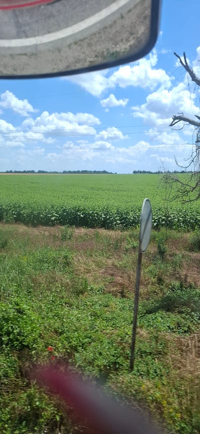 The image captures a vast, green agricultural field under a bright blue sky dotted with white clouds. The field appears to be planted with a uniform crop, possibly sunflowers or corn, stretching to the horizon. A solitary, weathered wooden post with a reflective circular sign is positioned in the foreground to the right of center. The ground in front of the field is covered with shorter, wilder vegetation, including grasses and some smaller red flowers. In the upper portion of the image, a curved, gray structure with a white line, possibly the edge of a vehicle's windshield or mirror, is visible, suggesting the photo was taken from a moving vehicle. A dry, bare tree branch extends into the frame from the upper right corner. The scene is set in Zgalevo, Bulgaria, indicated by the provided location information. No individuals are present in the frame, and the overall atmosphere is one of rural openness and natural landscape.