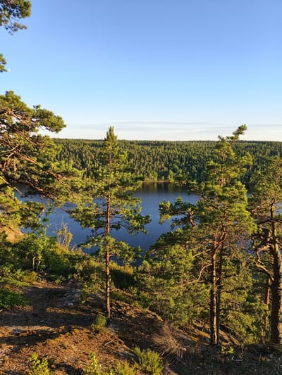 The image depicts a serene natural landscape in Skriketorp, Sweden. In the foreground, a rocky, sparsely vegetated slope is covered with dry grass, moss, and small shrubs. Several pine trees with rough bark and green needles are prominently featured, their branches extending into the frame. The sunlight, casting long shadows, highlights the textures of the bark and foliage.
Beyond the foreground, a large body of dark blue water, likely a lake, is visible. The lake is surrounded by a dense, undulating forest of evergreen trees, predominantly pines, creating a rich tapestry of green hues. The forest stretches as far as the horizon, meeting a clear, pale blue sky that is devoid of clouds, except for a faint, wispy line of white near the horizon. The overall impression is one of a peaceful, sun-drenched, and untouched natural environment.