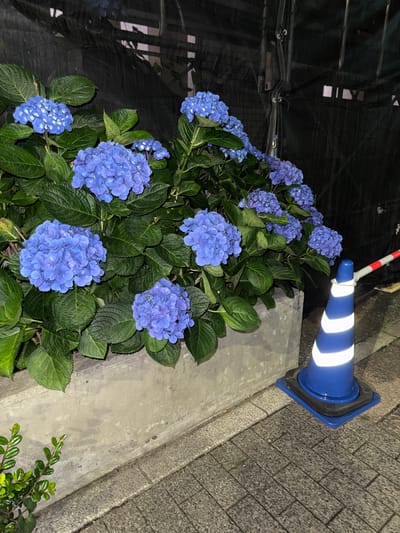 The image depicts a cluster of vibrant blue hydrangeas in full bloom, positioned next to a concrete planter. To the right of the planter, a cobblestone pathway is visible, suggesting an outdoor urban setting. A blue and white striped traffic cone is placed on the pathway, partially obscuring the hydrangeas. In the background, a dark, textured surface, possibly a tarp or fabric, covers an unseen structure, with some light filtering through small gaps. The scene appears to be captured at night, indicated by the artificial lighting and the general darkness of the background. There is no visible text in the image. The overall mood is calm, with the bright flowers providing a striking contrast to the muted tones of the surroundings. The presence of the traffic cone might suggest ongoing construction or a temporary closure in the area. The location context provided is Chiba, Japan, which could imply this is a common sight in Japanese urban or suburban landscapes during the hydrangea season.