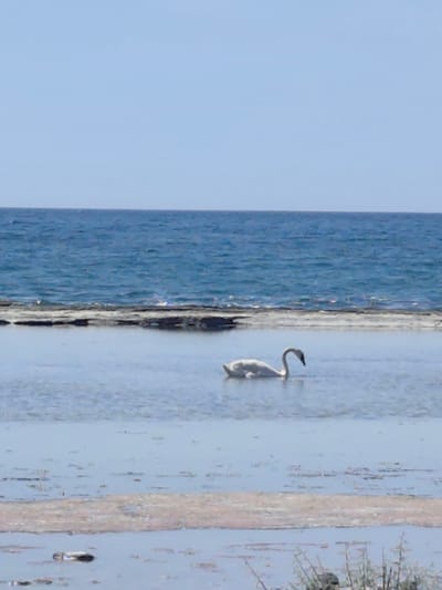 A lone white swan swims in shallow, calm water. Behind the shallow water, a dark, rocky embankment is visible, and beyond that, the deep blue ocean stretches to the horizon under a clear, light blue sky. The scene appears to be a natural coastal environment. There are no people or structures visible in the image.