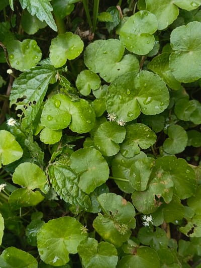 The image presents a close-up, top-down view of dense green foliage, identified as Centella asiatica (Gotu Kola) plants, located in the city of Bình Hải, Vietnam. Numerous small, clear water droplets are present on the surfaces of the rounded, mid-green leaves, indicating recent moisture. Several small, white, spiky flowers are interspersed among the leaves. Some leaves exhibit minor irregular perforations and tattered edges. Other types of darker green foliage with serrated and elongated leaves are visible beneath and between the primary Centella asiatica plants, contributing to a verdant and damp ground-level environment. No human subjects, animals, or artificial objects are present.
