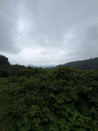 The image depicts a landscape view from a higher elevation, overlooking a valley with a town or city in the distance. The foreground is dominated by dense, lush green foliage, likely bushes or a thicket of plants. These plants are tall and broad-leafed, with some appearing to have small, light-colored flowers or seed heads. To the left of the foreground, a patch of green grass is visible.
In the middle ground, a dense forest of evergreen trees covers a hillside. This forest extends into the background, forming a natural barrier. The sky above is overcast with heavy, gray clouds, suggesting a cloudy or possibly impending rainy day. The town in the distance appears as a collection of buildings nestled within the valley, with a few taller structures visible among them.
The location is identified as Świeradów-Zdrój, Poland. The scene captures a natural environment with human settlement visible in the distance, under a subdued sky. There are no people, animals, or discernible actions taking place within the frame. The image is a static, observational shot of the environment.