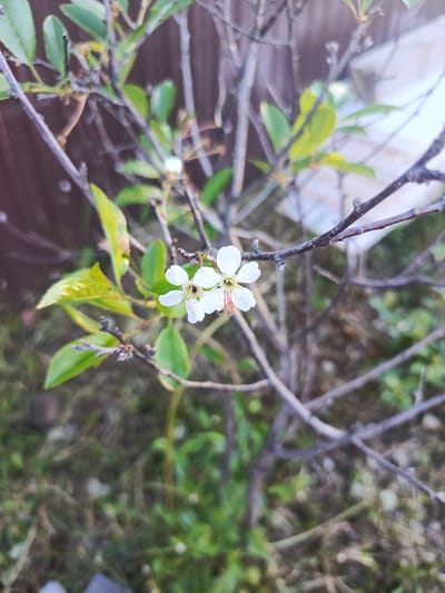 This media file is a close-up photograph of two delicate white flowers on a thin, bare branch of a tree. The flowers have five petals each and a yellow stamen at their center. One flower is in sharp focus, revealing intricate details, while the other is slightly blurred. The background consists of more bare branches and some green leaves, suggesting a tree in early spring or late autumn. The ground below is covered in grass and fallen leaves. In the far background, a blurred wooden fence and a white structure are visible, hinting at a backyard or garden setting. The lighting suggests it is daytime, possibly late afternoon or early morning, given the soft light and shadows. The overall mood is serene and natural, highlighting the simple beauty of the blossoming flowers. There is no visible text in the image.