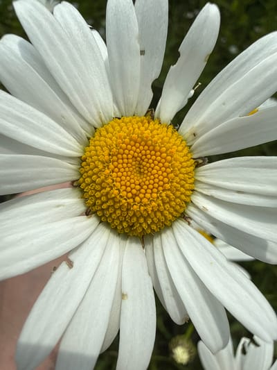 The image is a close-up shot of a daisy with white petals and a yellow center. The daisy is outdoors, with a blurred green background, suggesting it is in a garden or natural setting. There are no people or actions visible in the image. The location provided, Verkhne-Pozim', Russia, cannot be verified from the visual information in the image.