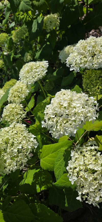 In Manderbach, Germany, a close-up shot captures a cluster of white hydrangeas in full bloom under bright sunlight. The flowers are densely packed in spherical or conical clusters, with numerous small, delicate petals. Lush, green hydrangea leaves, some with visible veins, form a backdrop and surround the blooms, some of which are tinged with a subtle green hue, indicating they may be younger or transitioning in color. The scene is outdoors, with shadows cast on some of the leaves, suggesting a sunny day. The overall impression is one of vibrant natural beauty and the peak of summer floral display.