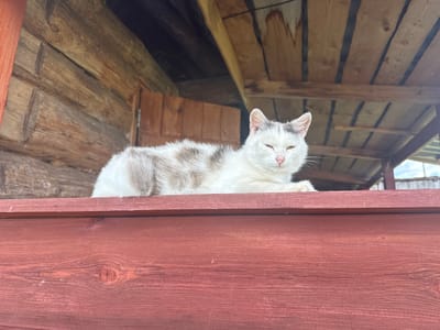 A white cat with gray patches lies on a red wooden railing, its eyes partially closed. The cat is positioned in the foreground, with its body filling most of the width of the image. Behind the cat, a rustic wooden structure is visible, likely a porch or shed. The walls are made of rough-hewn logs, and wooden planks form the ceiling. The overall scene suggests an outdoor, rural setting, possibly in Tuishevo, Russia, given the architectural style. The lighting indicates it might be daytime, with soft, natural light illuminating the cat and the wooden elements. There is no visible text in the image. The cat appears relaxed, perhaps dozing or observing its surroundings with a placid expression.