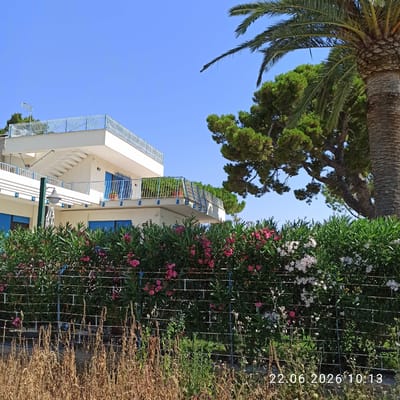 The image captures a vertical view of a building and its surroundings under a clear blue sky. A palm tree trunk and fronds are visible in the upper left, with the canopy of a large evergreen tree to its right. In the foreground and middle ground, a white building with blue accents and metal railings is partially obscured by lush green foliage, including flowering bushes with pink and white blossoms. A metal fence runs along the right side of the frame, separating the manicured greenery from dry, brown vegetation. The building appears to be a multi-story structure with balconies and blue-framed windows. The overall scene suggests a sunny day in a Mediterranean climate. The time "22.06.2026 10:13" is watermarked on the right side of the image, indicating the date and time the photo was taken. The building and the lush vegetation suggest a residential or hospitality setting, possibly a hotel or apartments, in Trani, Italy. No people are visible in the image.