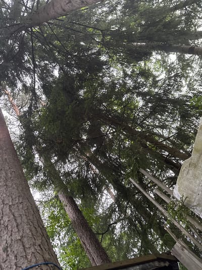 The image shows a low-angle view looking up into a dense forest canopy. Several tall evergreen trees, likely pine or spruce, dominate the scene with their rough bark and abundant needles. Sunlight filters through the branches, creating a dappled effect on the foliage. In the foreground, the textured bark of a large tree trunk is visible on the left. On the right, a section of a wooden structure, possibly a fence or part of a building, is present, along with some light-colored, textured material, possibly corrugated plastic or fabric. A blue cord is visible in the lower left corner. The sky is mostly obscured by the trees. This scene is located in the city of Orekhovo, Russia, a place known for its forests. No people are visible in the image, and no specific actions or interactions are depicted.