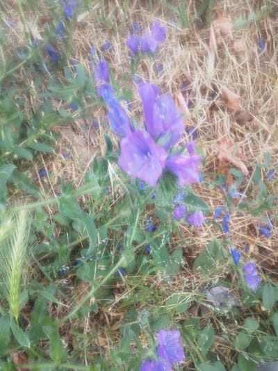 The image depicts a close-up, slightly blurry view of purple wildflowers growing amongst dry grass and green foliage. A single stalk of light green grass, possibly a foxtail, is visible on the left side of the frame. Small blue flowers are scattered throughout the scene. The overall impression is of a natural, uncultivated patch of ground. There is no indication of human presence or specific landmarks that would allow for definitive identification of a location within Beylikdüzü, Turkey.