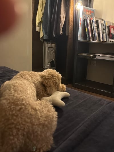 A light brown poodle rests on a dark blue comforter. The poodle is curled up with its head resting on a light-colored toy. In the background, there is a bookshelf filled with books and a small, metallic suitcase. The room appears to be dimly lit, with a light bulb hanging from the ceiling. The scene is set in Mühlbach - Rio di Pusteria, Italy.