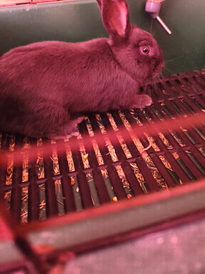 A close-up, low-angle shot depicts a small, dark-colored rabbit sitting on a slatted surface inside a cage. The rabbit is facing right, with its ears perked up and its eye visible. Its fur appears soft and dense. The slatted surface, likely a cage floor, has small openings through which debris, possibly food or bedding material, is visible. A pinkish-red filter or light source casts a strong hue over the entire image, affecting the colors of the rabbit, cage, and background. A water bottle dispenser is partially visible in the upper right corner, attached to a dark green background. The foreground is blurred and also shows the reddish tint. There are no people or other animals present in the image. The location of Novolativka, Ukraine, is not depicted or suggested by any elements within the photograph.