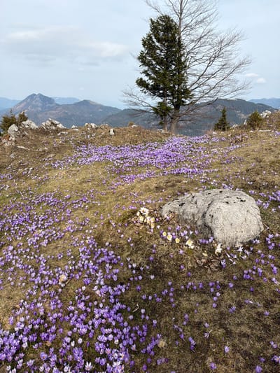 The image depicts a meadow filled with purple crocuses in Podvolovljek, Slovenia. A large grey rock sits amidst the flowers. To the left, a bare tree with a patch of green foliage stands near the edge of a mountainous slope. Further in the background, a mountain range is visible under a hazy sky. The foreground features a cliff edge with exposed rock.