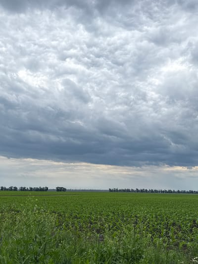 The image displays a vast agricultural landscape under a dramatic, cloudy sky, rotated 90 degrees counter-clockwise. When viewed correctly, the upper portion of the frame is dominated by an expansive sky filled with dense, volumetric clouds. These clouds range from bright white and light grey, suggesting diffused sunlight breaking through or reflecting, to darker, more uniform shades of grey, particularly towards the right side of the sky, indicating thick cloud cover or an approaching weather system.
The lower half of the image features a sprawling field of lush green crops, stretching from the foreground to a distant horizon. The plants appear dense and healthy, with varied shades of green and some lighter, possibly yellowish-green, patches that could be different plant species or flowering weeds. Along the horizon line, a thin, dark strip of trees creates a clear boundary between the field and the sky, suggesting a distant road or property line. The land appears flat, characteristic of extensive farming regions.
No specific activity or event is taking place; the scene is a static landscape. The time of day appears to be daytime, likely overcast, with soft, diffused lighting. The cloudy conditions suggest weather that could be pre-storm or simply a heavily overcast day. There are no visible people, animals, or prominent man-made structures apart from the distant trees. No visible text is present. The scene depicts a typical rural landscape, consistent with the open farmlands found in regions like Zanky, Ukraine.