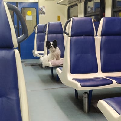 A small, fluffy dog with black and white markings sits on a padded seat inside a train car. The dog is facing the camera, with its ears perked up. It has a long, bushy tail. The train car has blue and white seats arranged in rows. The flooring is light blue. In the background, a blue door with a yellow circle and a poster is visible. The poster appears to be a recruitment advertisement, with text in Russian. Another poster is visible on the other side of the door, also with Russian text. The lighting suggests it is daytime. The scene appears to be in a train car in Shemodan, Russia.