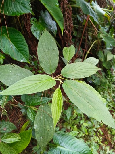 This close-up photograph captures a vibrant collection of dense, green foliage, likely within a natural or wild setting in Chilanga, Zambia. The central subject is a plant with several leaves arranged along a visible stem. These leaves are elongated oval to lanceolate in shape, characterized by prominent, parallel venation running from the central midrib towards the leaf margins. The color of the leaves varies from a light, fresh green for the younger, unfurling leaves to a deeper, more mature green for the older ones. Some of the leaves exhibit small, light-colored specks, which could be water droplets or minor imperfections.
The plant is set against a backdrop of rich, dark green vegetation, including larger, textured leaves and what appear to be tangled brown roots or dried plant matter, indicating a lush, possibly humid, environment. The ground beneath also shows an abundance of greenery and darker earth tones. No human subjects or man-made objects are visible. The scene suggests a still, natural moment, with no specific activity or event taking place beyond the natural growth of the plants. The lighting appears to be natural daylight, possibly diffused or overcast, as there are no harsh shadows, highlighting the varied shades of green without overexposure. There is no visible text in the image.