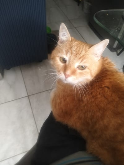 A ginger cat with large ears and light green eyes is looking forward. The cat is sitting on someone's lap, as indicated by the dark fabric of pants. The background shows a tiled floor and a dark blue cabinet. There is also a glass-top table with metal legs visible in the upper right corner. The lighting suggests it could be daytime, possibly indoors, in a residential setting. The cat's gaze and slightly tilted head could imply curiosity or mild alertness. No visible text is present.