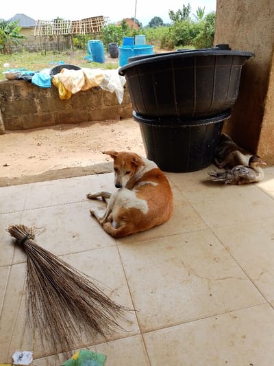 This image, captured in Ajerogun, Nigeria, shows an outdoor or semi-outdoor residential area. In the foreground, a tan and white dog is lying curled on a light-colored tiled floor, looking back over its left shoulder. To the dog's lower left, a bundled broom made of dried palm fronds rests on the tile. To the right of the dog, two large, black, ribbed plastic tubs are stacked vertically against a brown wall or pillar. Adjacent to these tubs and partially shaded, two ducks, one predominantly dark-feathered and the other lighter with brown and white plumage, are resting on the tiled surface.

Beyond the tiled area, a low concrete block wall separates it from an unpaved dirt ground. Various items, including light blue, yellow, and white garments, along with a metallic bowl, are draped or placed on top of this wall. In the background on the dirt ground, several blue plastic barrels and containers of different sizes are visible. Further back, green vegetation, including banana plants, and rudimentary building structures are present. One structure features a visible wooden roof frame, and another has a grey roof. The sky above is light and clear to partly cloudy. No human subjects are visible in the scene.