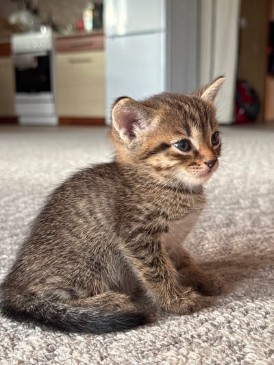This media file features a close-up, vertical shot of a tabby kitten lying on a textured, light-colored carpet. The kitten's head is tilted upwards, with its blue eyes looking away from the camera. Its fur is a mix of brown, black, and grey tabby stripes. The kitten's left ear is visible, and its whiskers are prominent. Sunlight appears to be illuminating the kitten from the right side of the frame, creating a shadow on the left.
In the background, out of focus, a refrigerator or tall cabinet is visible, with some shelving and objects on top. There are also blurred kitchen cabinets, a dark opening (possibly an oven), and some indistinct items in the lower portion of the frame. The setting appears to be an indoor location, likely a home kitchen or living area.
The overall impression is one of a young, curious animal bathed in natural light. There is no visible text in the image. The time of day is suggested by the strong sunlight. The location cues point to Обухово, Russia.