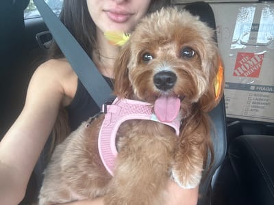 A young woman with dark hair is holding a small, light brown, fluffy dog in her arms while sitting in the passenger seat of a vehicle. The dog is wearing a pink mesh harness and has a yellow and orange feather tucked behind its ear. The woman's mouth is visible, and she appears to be smiling slightly. In the background, there are cardboard boxes, one of which has the Home Depot logo on it, suggesting a move or transport of goods. The scene is likely within a car in a residential or commercial area, possibly Deerfield Beach, Florida, United States of America, given the mention of the location. The overall impression is a candid moment captured during a car journey.