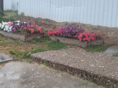 Two wooden planter boxes filled with vibrant petunias are arranged in front of a white corrugated metal fence. The planter boxes contain a mix of pink, purple, and white petunias. The ground around the planters is covered with dry leaves, dirt, and patches of green grass. In the foreground, a wet, cracked concrete surface with a raised edge is visible, suggesting an outdoor area, possibly a sidewalk or patio that has recently experienced rain. The scene appears to be located in the city of Kleshchevka, Russia.