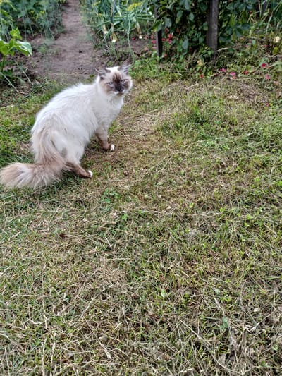 A fluffy, light-colored cat with brown points, blue eyes, and white paws sits on a patchy lawn in an outdoor setting. The cat is facing the camera, looking slightly to the left. The background shows a dirt path lined with greenery, possibly a garden or a path through vegetation. There is a wooden post and some foliage in the background to the right. The ground is covered with a mix of green and dry grass. The overall scene appears to be a natural outdoor environment.