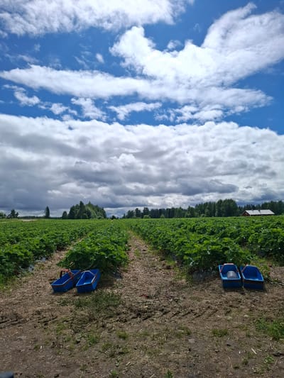 The image depicts a strawberry field in Mikkeli, Finland, under a cloudy sky with patches of blue. Rows of lush green strawberry plants stretch into the distance, separated by pathways of mulch and dirt. In the foreground, four blue plastic harvesting baskets with red handles are placed on the ground, two on the left side and two on the right side of the central pathway. One of the baskets on the right contains a silver-colored container. In the background, a dense line of trees forms the horizon, with a red barn visible on the far right. The overall scene suggests a day of agricultural work, possibly during the strawberry harvesting season.