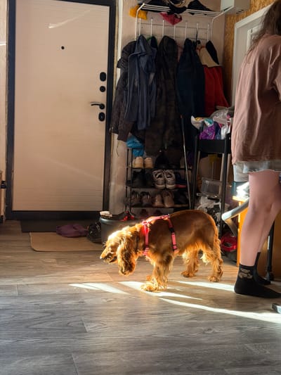 The image depicts an indoor scene with a dog and a person in a hallway or entryway. On the left, a closed white door with black hardware, including a doorknob and a lock, is visible. To the right of the door, a shoe rack is laden with various pairs of shoes. Above the shoe rack, several coats are hung on a rack. In the center of the image, a medium-sized brown dog with curly fur is standing, wearing a pink harness. The dog is looking down, bathed in a strong beam of sunlight that casts shadows on the wooden floor. To the far right, a person wearing a pink t-shirt, grey shorts, and black socks stands with their legs visible. A red vacuum cleaner with a hose is also present. The environment appears to be functional and somewhat cluttered, suggesting a lived-in space. The lighting is dramatic due to the direct sunlight.