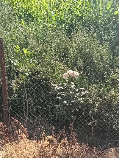 The image depicts a fenced area with dense green vegetation and a cluster of light-colored roses. In the foreground, a rusted metal fence post is visible on the left, partially covered by dry, brown foliage. The fence itself is a diamond-patterned wire mesh. Behind the fence, a variety of green plants and grasses create a lush backdrop. Three roses, appearing to be a pale pink or white, are the main focus in the center-right of the image, blooming amongst the greenery. The overall scene suggests an outdoor, possibly overgrown, garden or natural area within Kungrad, Uzbekistan.