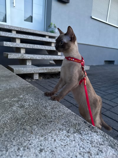A slender, light brown cat with dark ears and muzzle is standing on its hind legs, front paws resting on a concrete ledge. The cat is wearing a red harness with a red leash attached. The harness has white stars and the words "COOL 4 CATS" printed on it. The cat is looking to the left. In the background, there are gray concrete steps leading up to a modern white door. The ground is paved with dark gray interlocking bricks. The scene appears to be in front of a building in Sohren, Germany.
