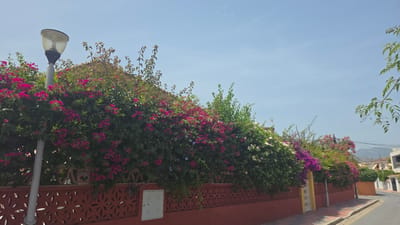 The image shows a street scene in Almuñécar, Spain, characterized by a vibrant display of bougainvillea flowers. In the foreground, a red decorative wall with a patterned cut-out design runs horizontally across the frame. A white electrical box is mounted on this wall. A light pole with a translucent globe is positioned to the left, partially obscured by dense green foliage and bright pink bougainvillea. The flowers cascade over the wall and extend upwards, creating a lush and colorful canopy.
Beyond the wall, a street is visible to the right, with a sidewalk and a road. Several buildings with terracotta roofs and white facades line the street, suggesting a residential area. The background features a hazy mountain range under a clear blue sky, indicative of the Mediterranean climate. The overall impression is one of a sunny day in a Mediterranean coastal town.