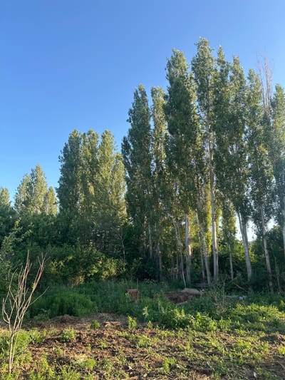 The image depicts a row of tall, slender trees with dense green foliage against a clear blue sky. The trees line what appears to be a field or an area of overgrown vegetation. There is evidence of turned earth or soil on the right side of the frame, suggesting agricultural or land management activity. The location is potentially in a rural or suburban area of Манкент, Kazakhstan, considering the prevalence of natural landscape features.