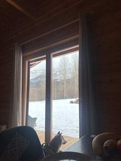 An interior view from a wooden cabin in Доња Брезна, Montenegro, looks out onto a snow-covered landscape through a large, multi-paneled wooden-framed glass door. The cabin's interior features dark stained wooden plank walls and ceiling with visible wooden beams. Light-colored curtains hang on either side of the glass door. In the foreground, the upper back and head of a light brown dog, wearing a lime green harness, are visible. The dog is positioned just inside or on the threshold of the open door, looking out towards the snowy exterior. To the left, part of a dark armchair with a geometric patterned cushion is visible. To the right, a dark table surface holds a bowl containing bananas and a red fruit, possibly an apple.
Outside, a wooden deck extends immediately from the cabin. Beyond the deck, the ground is covered in a thick layer of snow. Several tall, bare deciduous trees with light-colored bark (likely aspen or birch) stand prominently in the midground, with a dense forest behind them. In the distance, snow-covered mountains rise, partially obscured by low-hanging clouds or mist. To the right of the bare trees, on the snowy ground, a stack of cut wood and a piece of small machinery are visible.
