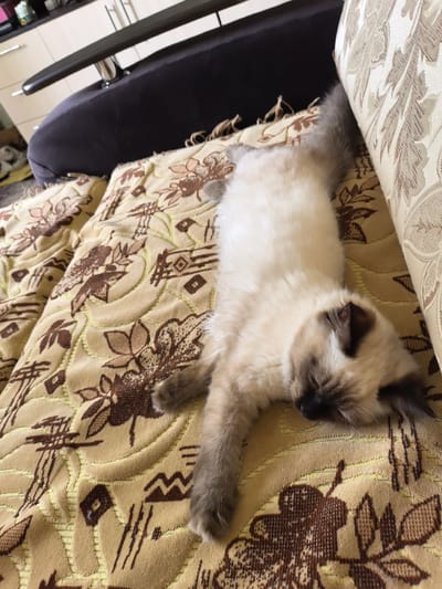 A cream-colored cat with dark brown markings on its ears, face, and paws is lying on its back on a tan blanket with a floral and geometric pattern. The cat's eyes are closed, and its paws are extended. The blanket is laid out on a sofa. In the background, a portion of a dark-colored chair is visible, and further back, kitchen cabinets can be seen. The scene appears to be indoors, likely in a residential setting in Veshenskaya, Russia.