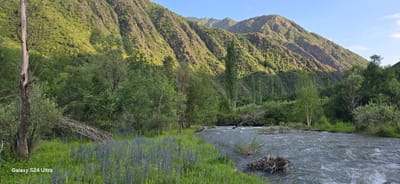 The image depicts a scenic river valley in the vicinity of Almaluu, Kyrgyzstan. A wide, fast-flowing river occupies the right half of the frame, with agitated water and debris visible in the foreground. The riverbanks are lush with green grass and scattered blue wildflowers. On the left bank, a variety of trees and bushes create a dense treeline, with a prominent, weathered tree trunk in the left foreground. In the background, steep, green-covered mountains rise majestically, their slopes textured with rocky outcrops and sparse vegetation. The sky above is a clear, light blue with a few wispy clouds. The lighting suggests it is late afternoon or early evening, with sunlight casting shadows across the mountainside.