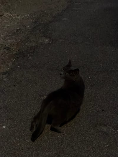 The image shows a dark-furred cat with yellow eyes standing on an asphalt surface. The cat is looking upwards and to the left. The background is dark and textured, suggesting an outdoor setting. There are no other subjects or objects clearly visible in the image. The lighting is dim, casting shadows and making it difficult to discern finer details of the environment.