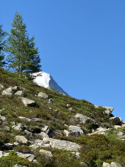 This image depicts a mountainous landscape under a clear blue sky. In the foreground, a rocky, vegetated slope is visible, with scattered boulders and low-lying green shrubs dotted with small pink flowers. A tall evergreen tree stands prominently on the left side of the slope. In the background, a snow-capped mountain peak rises above the lower slopes, its white summit sharply defined against the sky. The scene conveys a sense of wilderness and natural beauty. The location is Chamonix-Mont-Blanc, France.