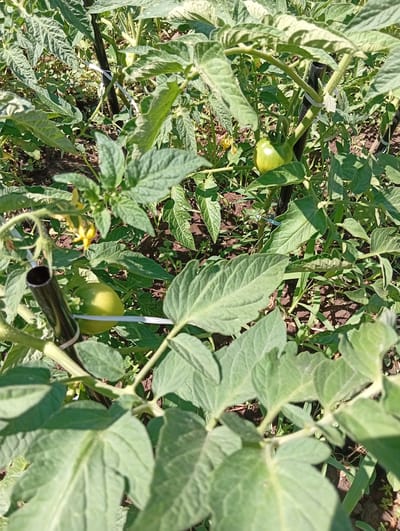 The image depicts a close-up view of tomato plants growing in an outdoor setting. Several green tomatoes are visible, some on the vine and some detached. The plants are supported by stakes, with white ties securing the stems to the stakes. The ground beneath the plants is covered in soil and some weeds. The scene appears to be in a garden or field. There are no people or animals present in the image. The lighting suggests it is daytime, with sunlight casting shadows. The specific location in Tomai, Moldova cannot be determined from the visual information provided.