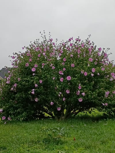 A large, blooming rose of Sharon bush is centered in the frame, its branches laden with numerous pink flowers against a backdrop of dense green foliage. The bush is situated on a neatly mowed green lawn. In the upper left corner, a dark-colored roofline of a building is partially visible, suggesting a residential or institutional setting. The sky above is overcast and gray. The image is a medium shot, with no people or animals present. The setting is likely a garden or park area in Versailles, United States of America, on a cloudy day.