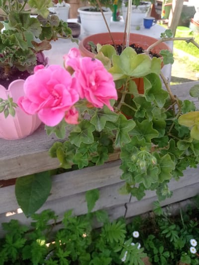 The image shows a close-up of pink geranium flowers and green leaves in a garden setting. The flowers are in focus in the foreground, with some buds and a small insect visible on the leaves. The plants are in pots, one of which is a decorative pink planter. Behind the geraniums, other potted plants and a blue cup are visible on a wooden surface, suggesting an outdoor patio or balcony. In the background, more greenery and other potted plants can be seen. The lighting suggests it is daytime, possibly morning or afternoon, with bright sunlight casting shadows. The overall impression is one of a well-tended garden. There is no visible text.