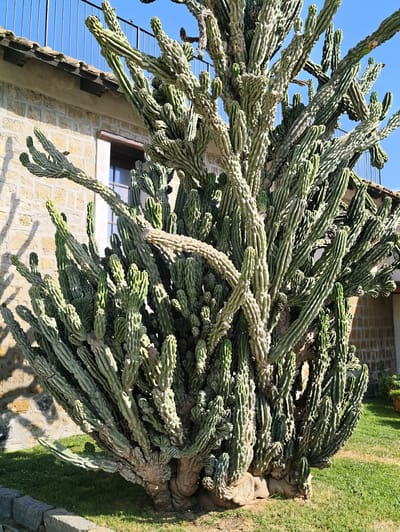 An extremely large, multi-branched cactus, possibly a San Pedro variety, dominates the foreground of the image. The cactus is green and has numerous ribbed arms and smaller offshoots. It is situated on a patch of green grass. In the background, a building with a stone facade and a tiled roof is visible. A black metal railing runs along the top of the building. The sky is clear and blue. The setting is likely a private garden or courtyard within the city of Pozzuoli, Italy, given the architectural style of the building and the sunny, Mediterranean climate implied by the presence of such a large cactus. There are no people visible in the image.