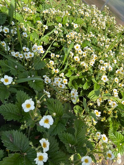 The image displays a dense patch of flowering strawberry plants (*Fragaria* sp.) under direct daylight in Ol'khovo, Russia. The foreground and midground are dominated by numerous small white flowers, each possessing five distinct petals and a bright yellow central core of stamens and pistils. These flowers are interspersed among dark green, trifoliate leaves with serrated edges, characteristic of strawberry foliage. Blades of lighter green, taller grass or weeds are visible, particularly on the left side and extending into the foreground, partially obscuring some of the strawberry plants. Strong sunlight illuminates the scene, creating distinct highlights on the petals and leaves and casting soft shadows beneath the dense vegetation. In the upper right background, a semi-transparent, curved structure, consistent with an agricultural poly-tunnel or greenhouse, is partially visible. No individuals or animals are present.