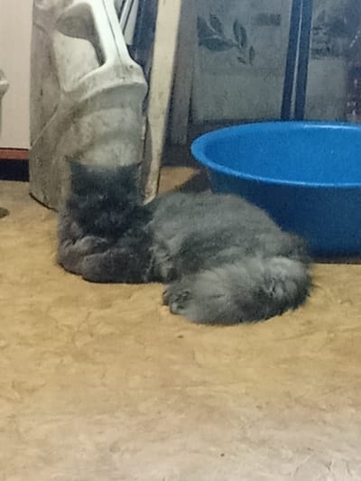 The image depicts a domestic scene in Вагулин ауылдық округі, Kazakhstan. A fluffy grey cat is curled up and sleeping on a textured, light brown floor. To the left of the cat, a large, light grey plastic container, possibly a jerrycan or storage bin, is visible. To the right of the cat, a bright blue plastic basin or tub is partially in view. The background appears to be an indoor setting with a wall featuring a subtle pattern of leaves and vertical dark blue bars, suggesting a window or a decorative element. The lighting is dim, casting a soft glow on the subjects.