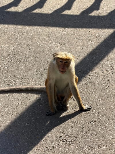 A light-skinned monkey sits on a concrete surface, angled toward the viewer. The monkey has tan fur, a lighter underside, and a distinctive fringe of hair. Its tail extends towards the bottom of the image. Shadows of leaves or branches fall across the surface, partially obscuring the concrete and adding depth to the scene. The lighting is bright and casts defined shadows.