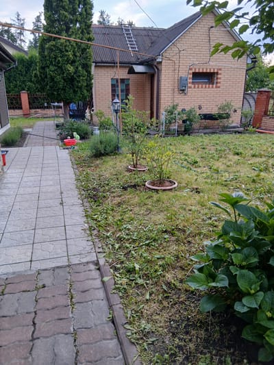 The image depicts a backyard in Vita-Poshtova, Ukraine, featuring a light-colored brick house with a grey, corrugated roof. A white ladder is propped against the roof. To the left of the house, a paved pathway made of grey concrete tiles leads into the yard, bordered by a darker, interlocking paver path. The yard itself is covered in grass and scattered with debris, suggesting recent yard work. Several small trees in pots are visible, along with a large green shrub in the foreground. A red bucket and a green frog figurine are also present in the yard. A tall evergreen tree stands to the left of the house, and a fence is visible in the background. The sky is overcast, and branches of a tree overhang the top right of the frame.